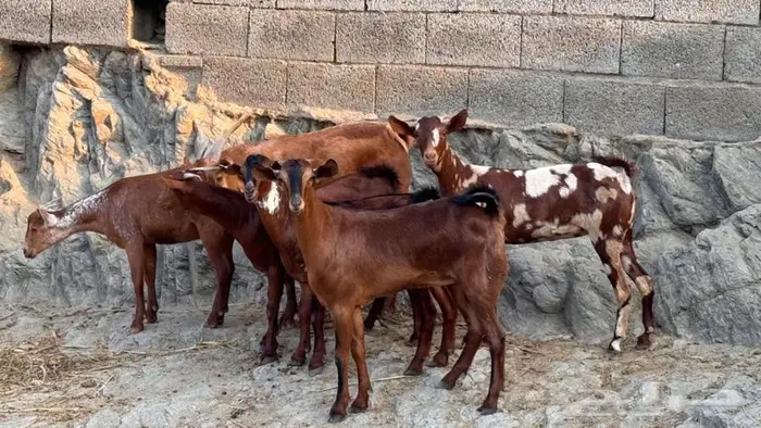 معزا دهم جذعات 6 بالفحل 0