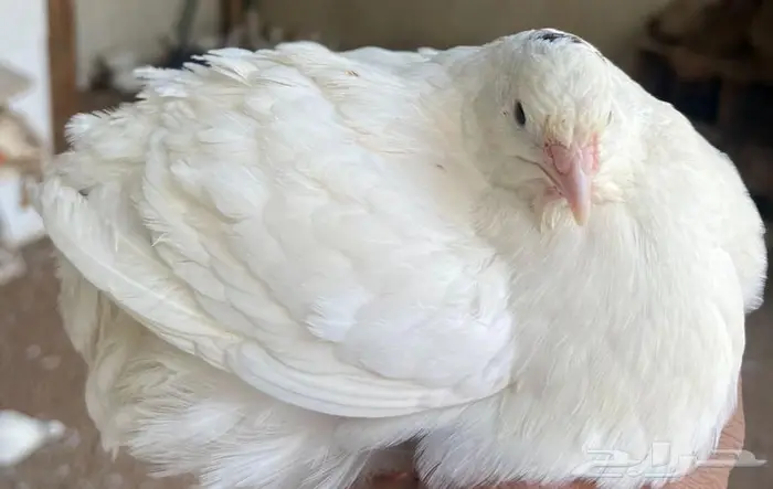 صوص وبيض سمان تكساس أحجام فاخرة 0