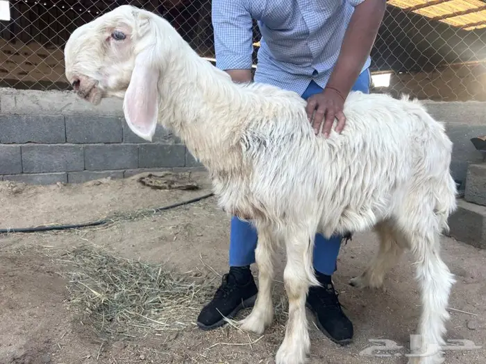 خروف عيسي مشروع فحل نادر 0