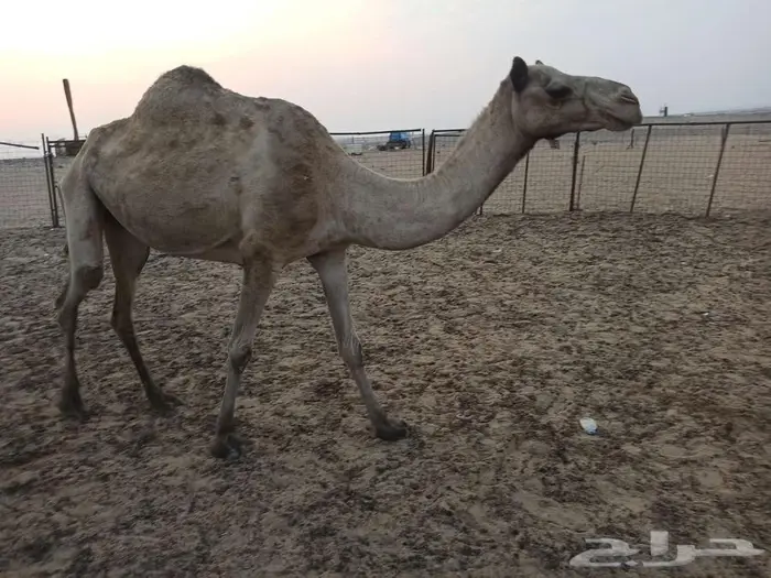 نياق لقحات ووحده حايل 0