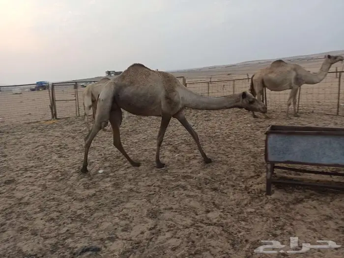 نياق لقحات ووحده حايل 1