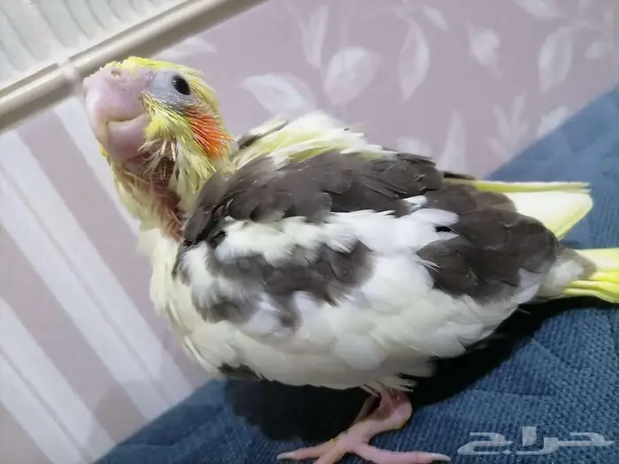 للبيع فروخ كروان البينو والاتينو 3