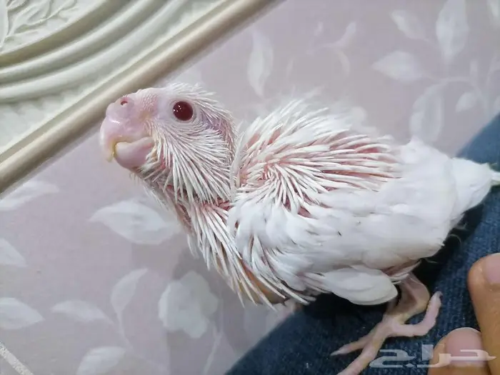 للبيع فروخ كروان البينو والاتينو 1