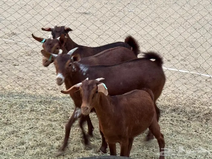 جفار محايلية طيبة 1