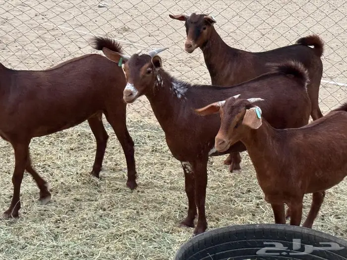 جفار محايلية طيبة 2