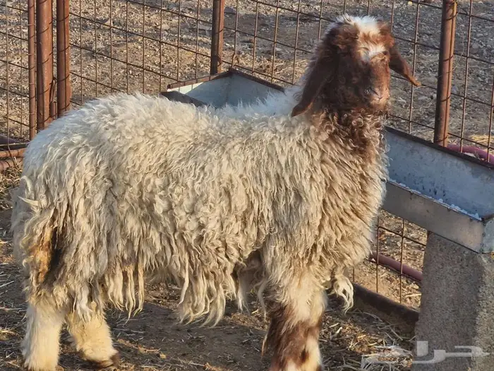 رخل نعيميه فرش الفحل 0