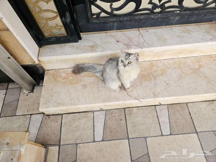 للتبني قطة لطيفة هادئة و مسالمة 0