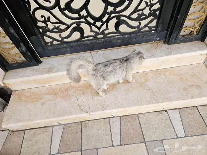 للتبني قطة لطيفة هادئة و مسالمة 1