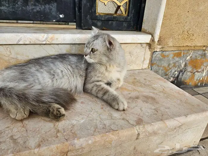 للتبني قطة لطيفة هادئة و مسالمة 2