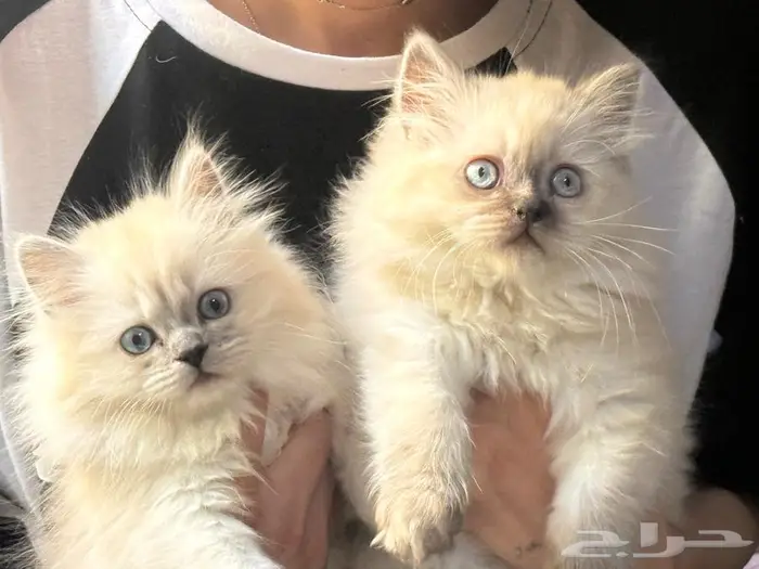 كيتن بعمر شهرين للبيع 0