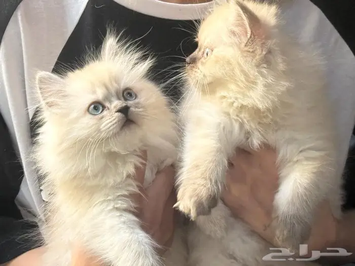 كيتن بعمر شهرين للبيع 1