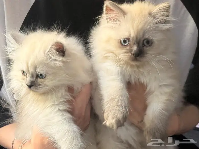 كيتن بعمر شهرين للبيع 2