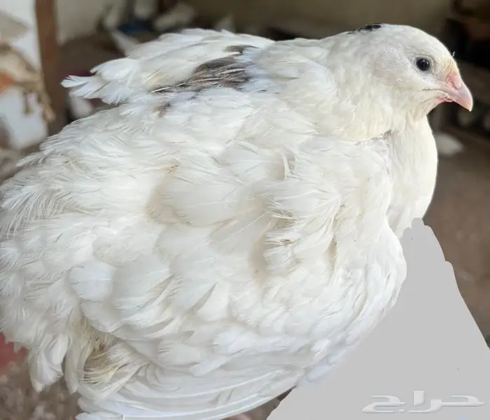 صوص وبيض سمان تكساس أحجام فاخرة 2