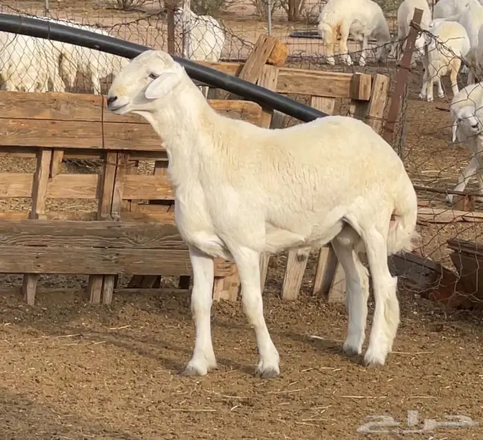 للبيع فحل حري جذع مشروط 1