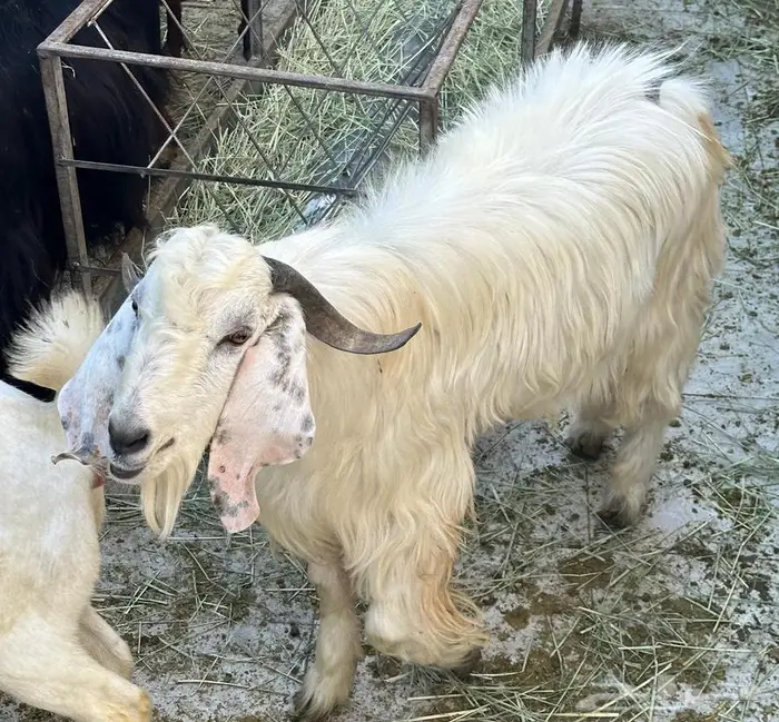 تيس فحل مشروط 5