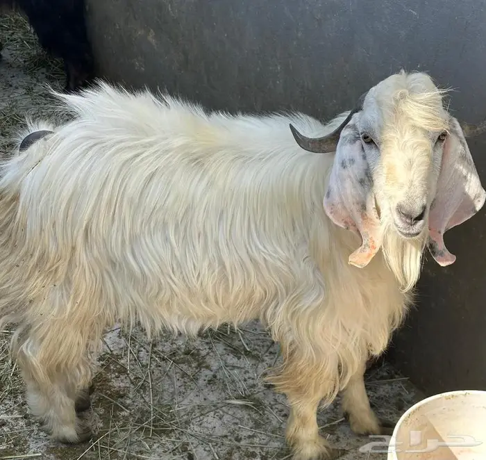 تيس فحل مشروط 0