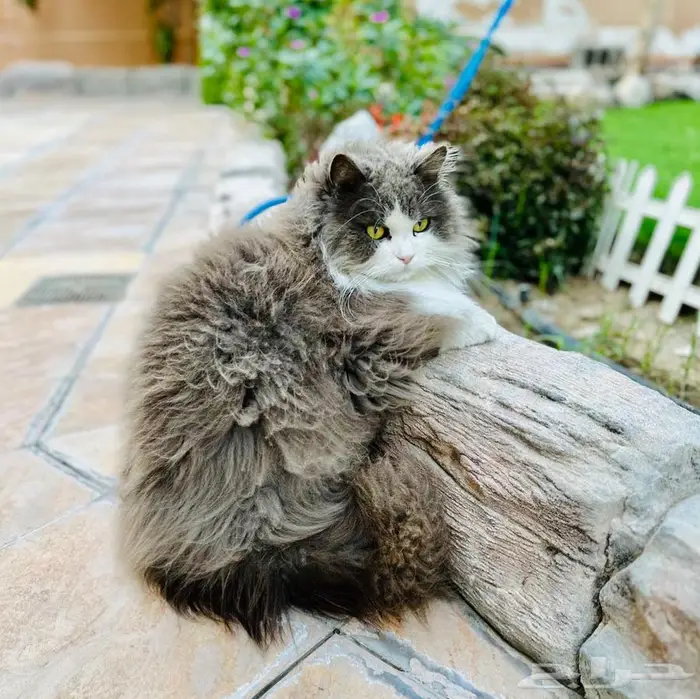 البحث عن قطه مفقوده ضائعة 0