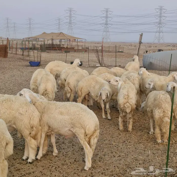 طليان للمناسبات 4