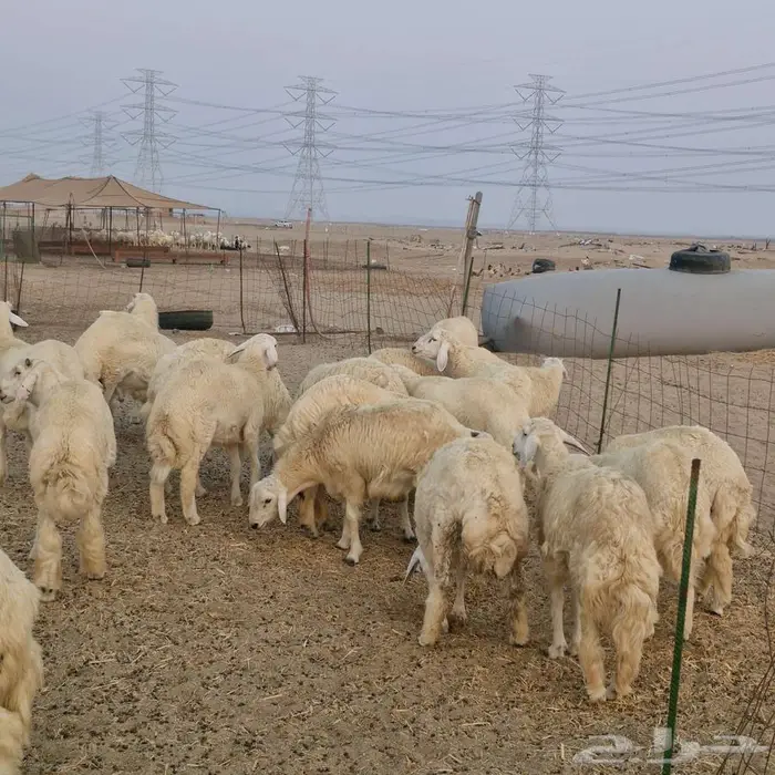 طليان للمناسبات 5