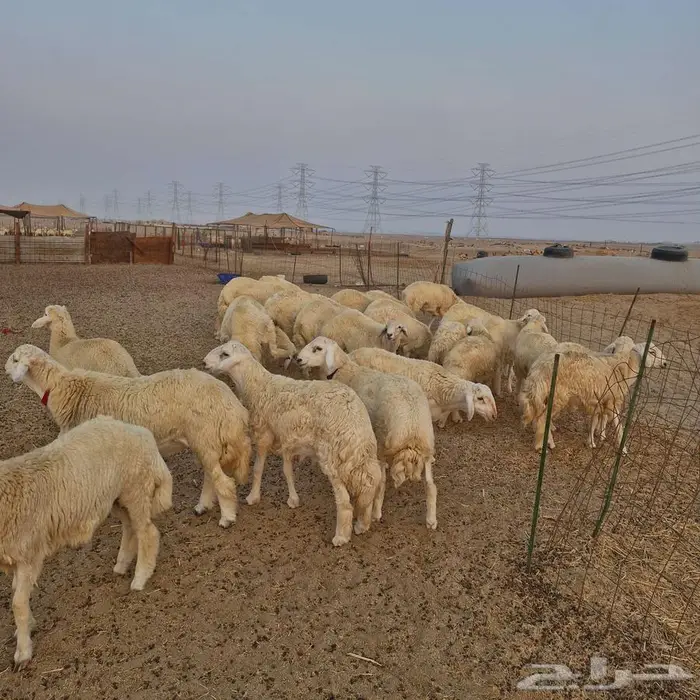 طليان للمناسبات 6