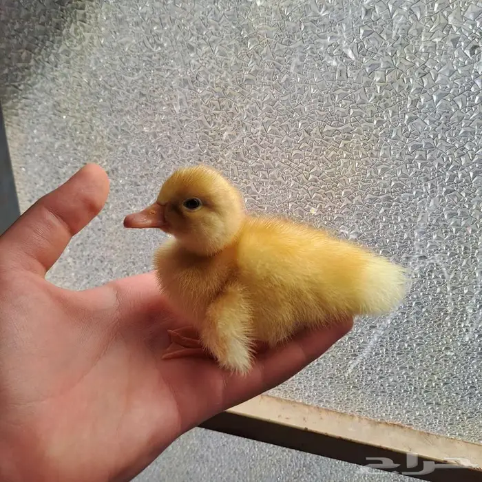 صوصين بط (غير متوفر) 0