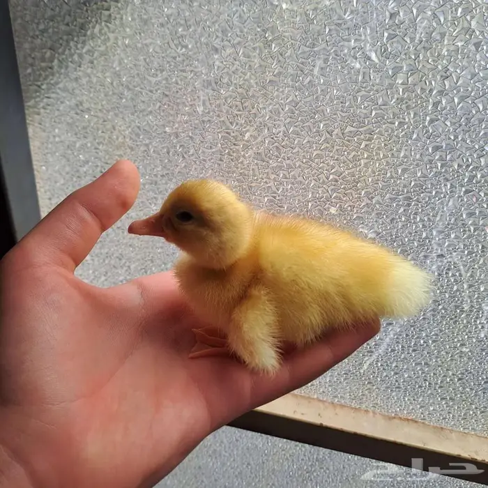 صوصين بط (غير متوفر) 2