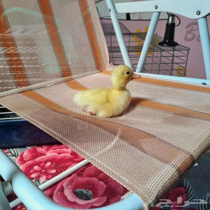 صوصين بط (غير متوفر) 1