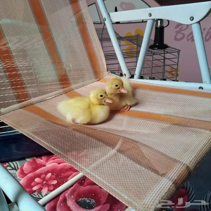 صوصين بط (غير متوفر) 3