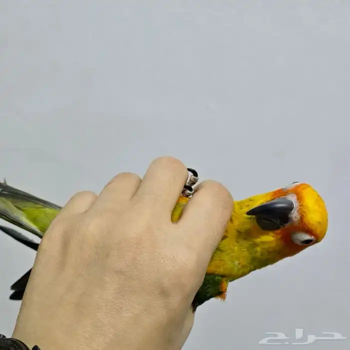 ببغاء صن كنيور اليف جدا 3