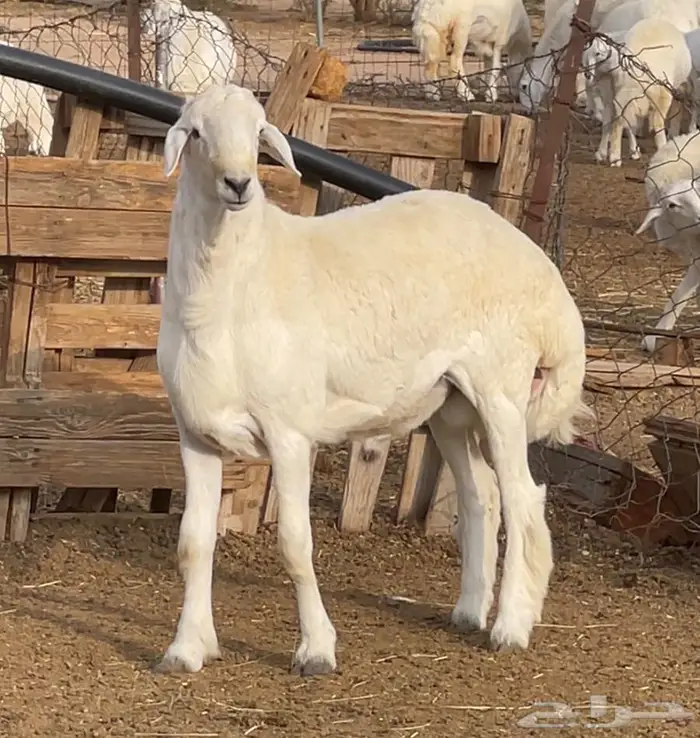 للبيع فحل حري جذع مشروط 2