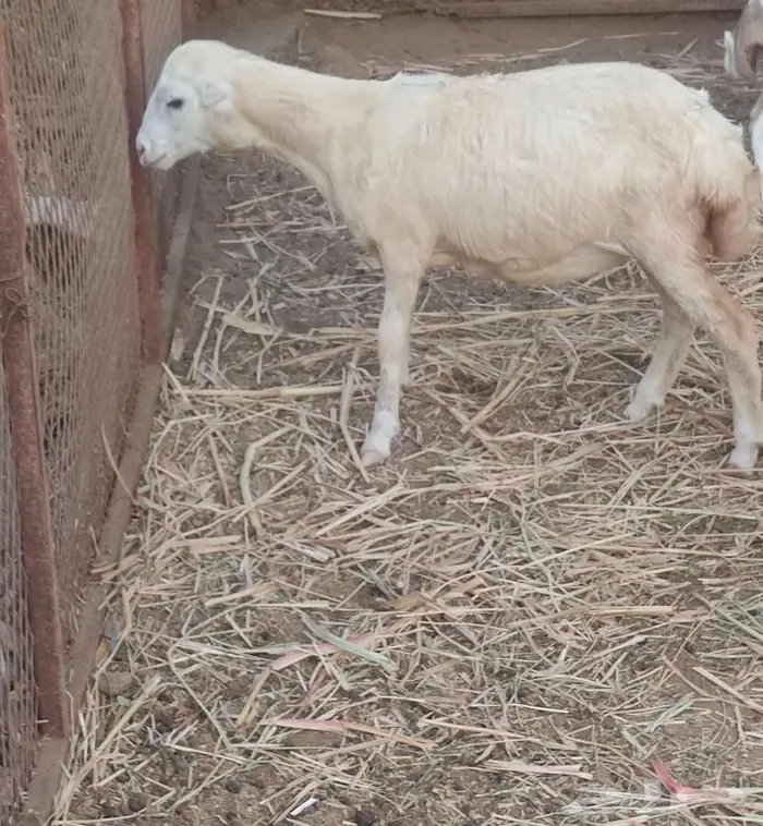 بيع نعجه ورخل 2