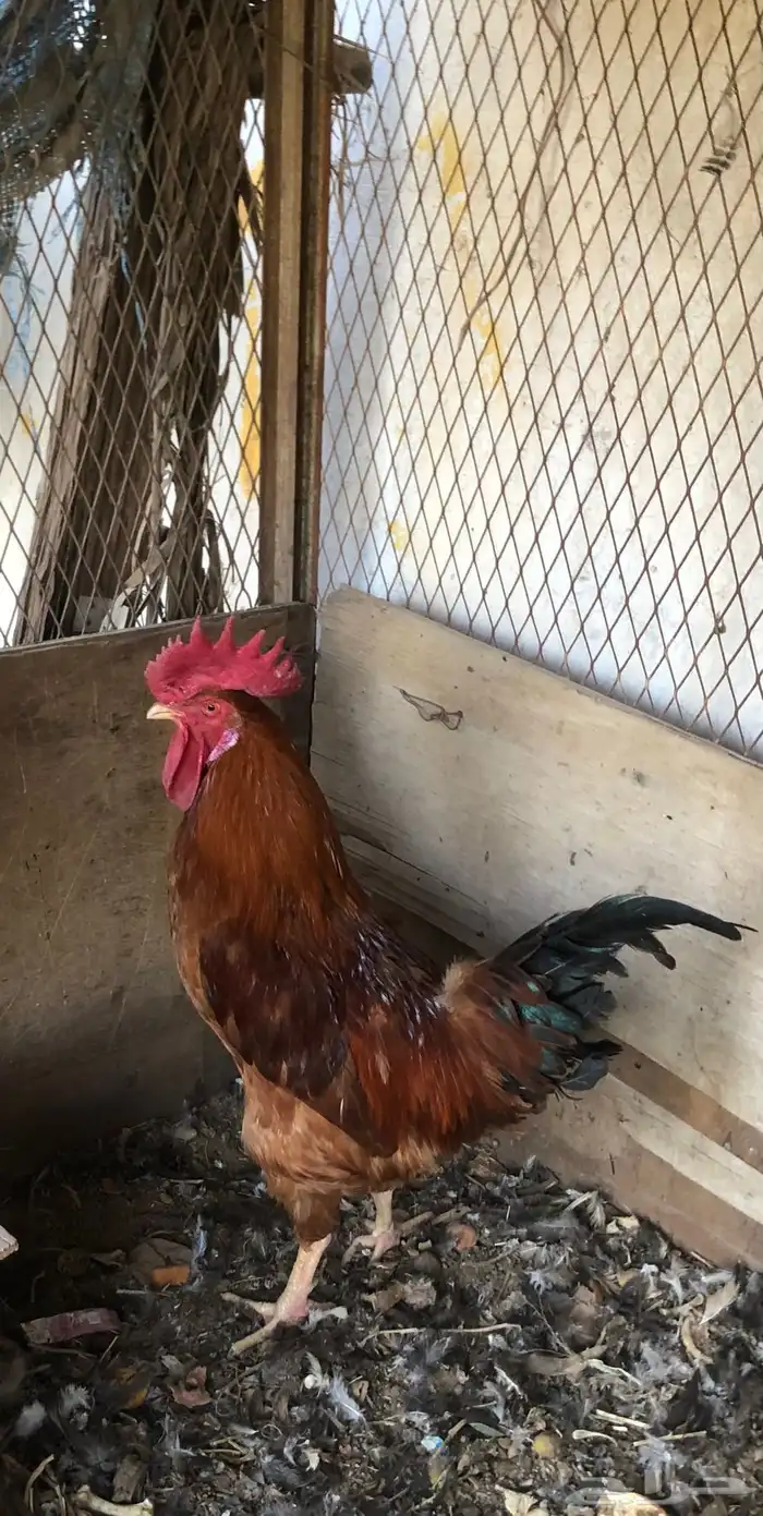 ثلاث ديك تركي 1