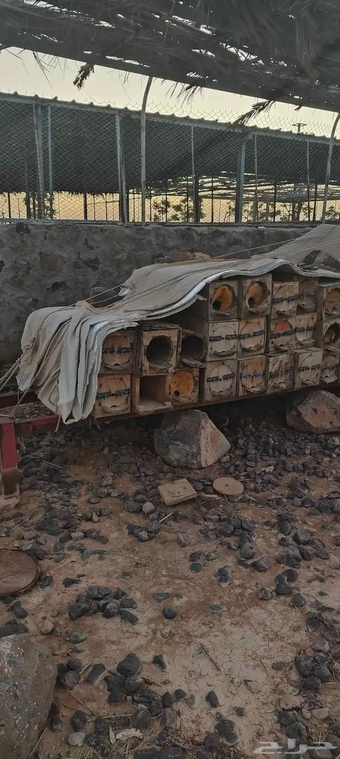 خلايا نحل للبيع العدد 130 تقريبا 2