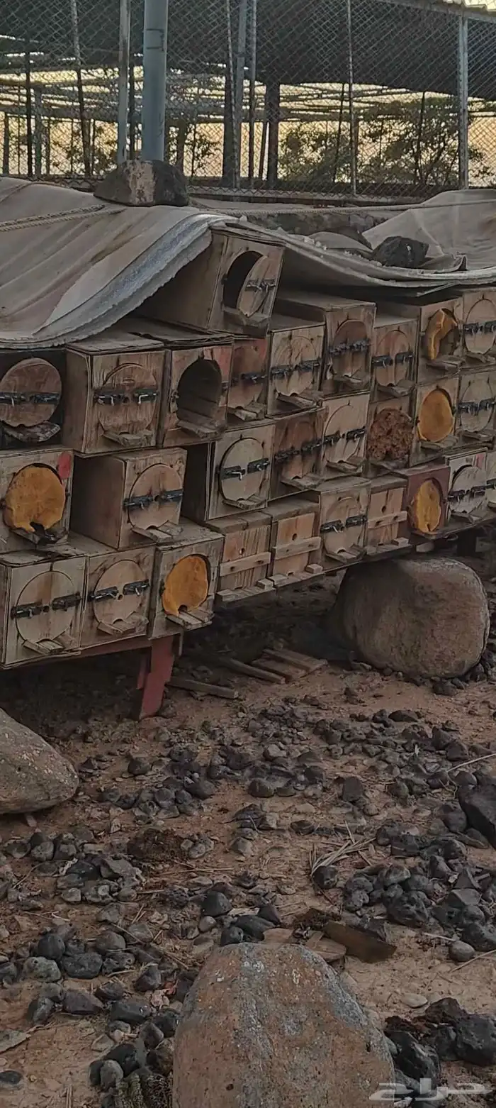 خلايا نحل للبيع العدد 130 تقريبا 1