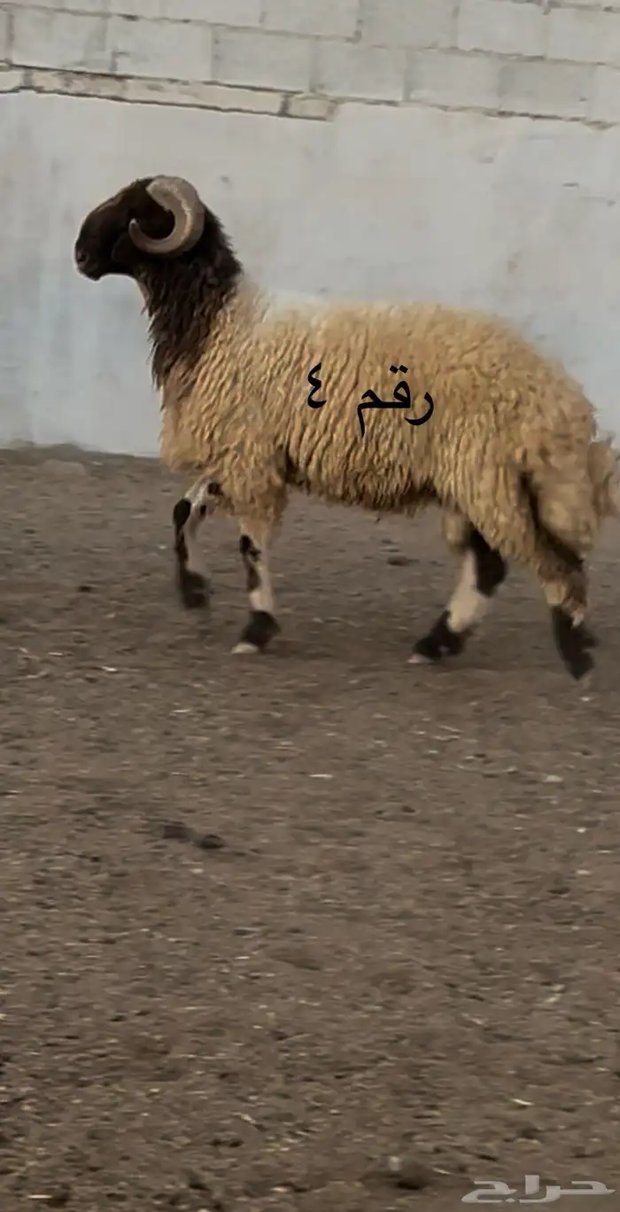 فحول نعيم مشروطه للبيع 7