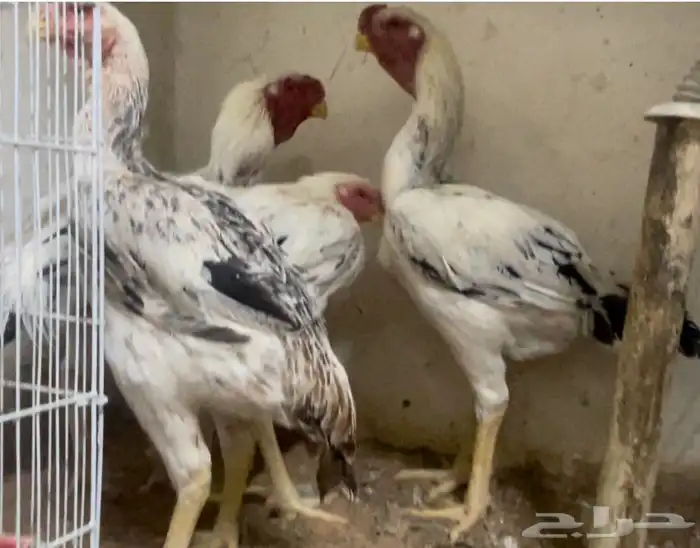 دجاج فارسي حجازي 2