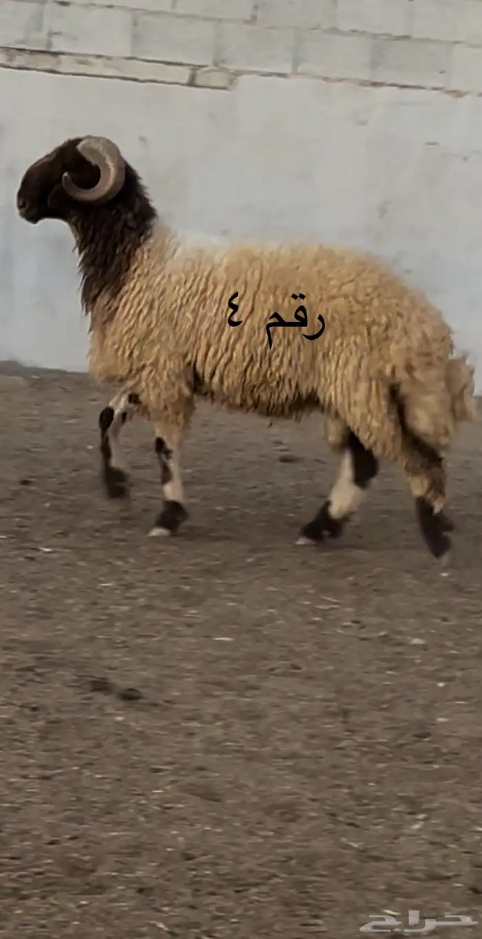 فحول نعيم مشروطه للبيع 6