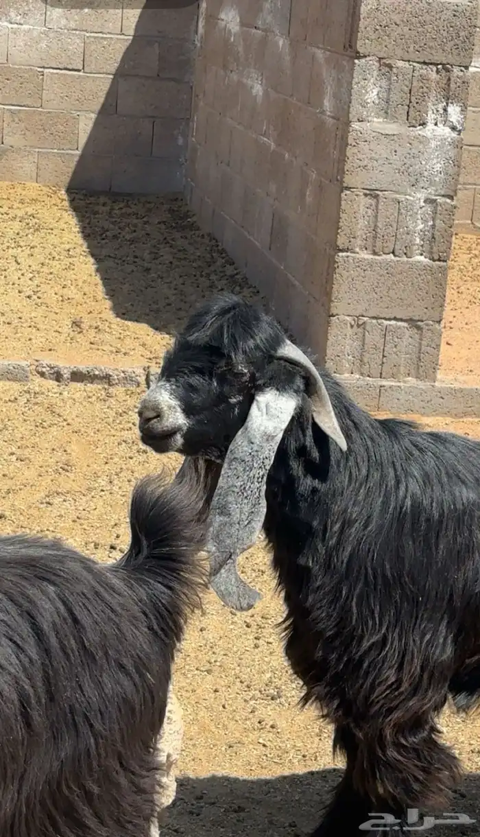 معزاء صنف و تيس صنف و معرفات 6