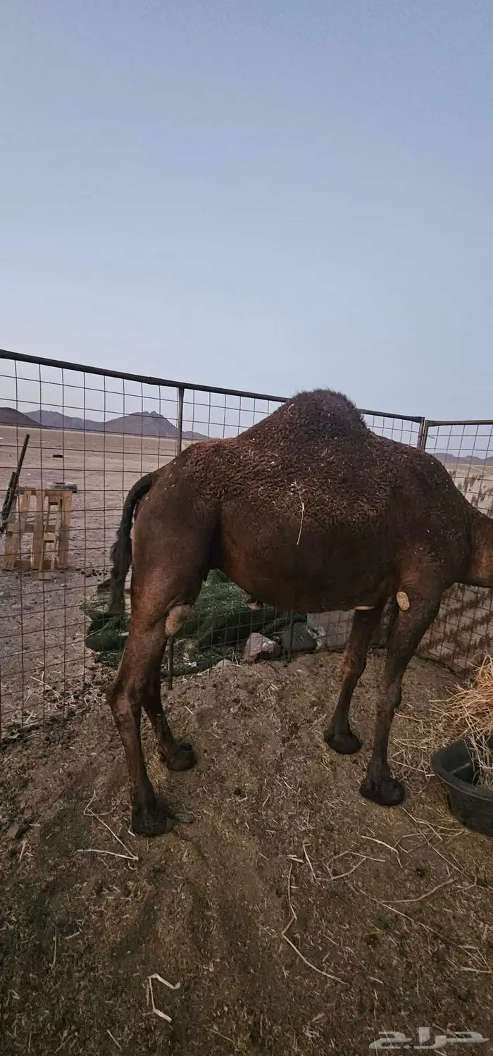 أعرض لكم ناقه لقحه مصفر طيبه 2