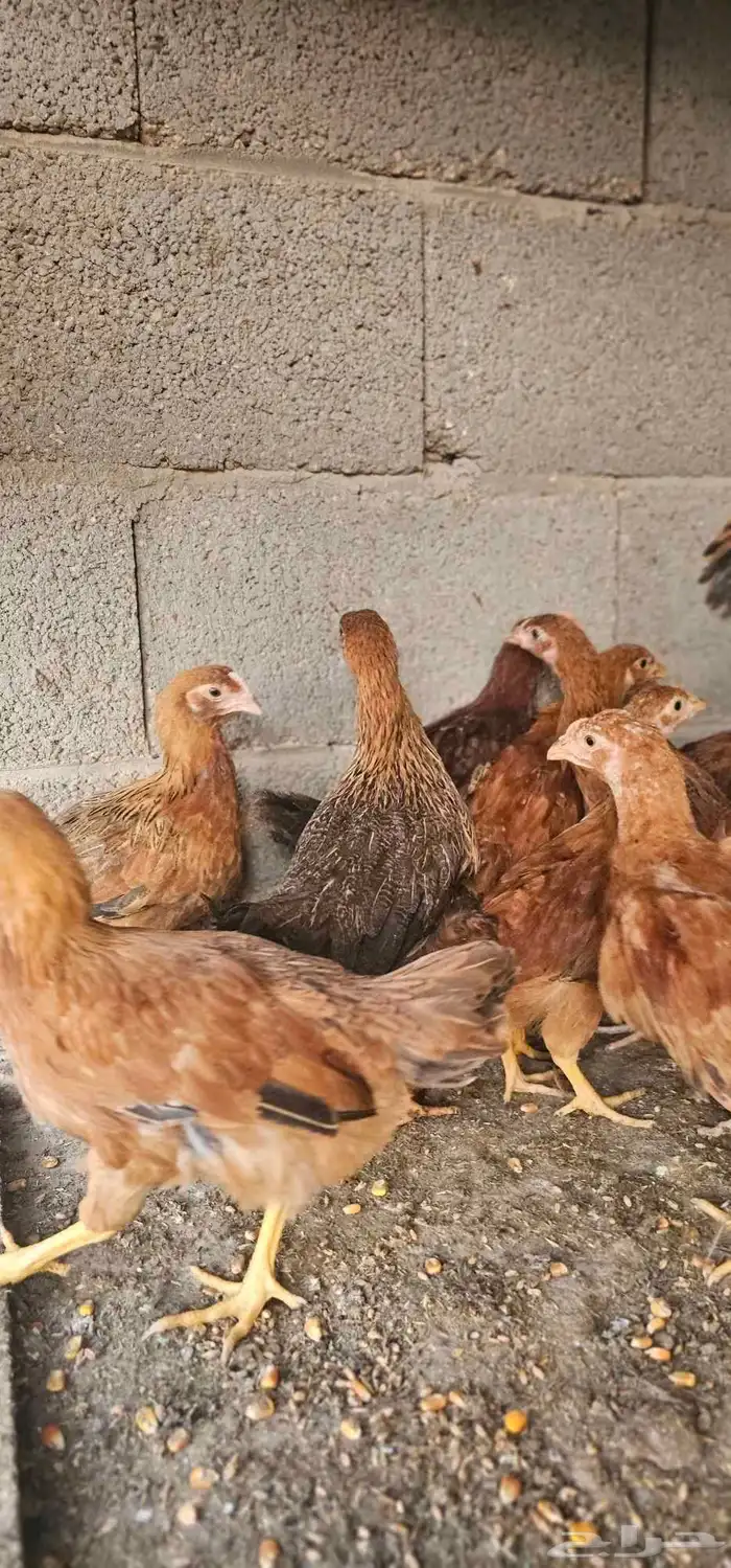 صوص دجاج فرنسي العمر من شهرين الى 3 اشهر 3