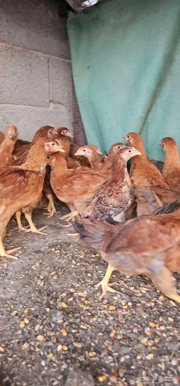 صوص دجاج فرنسي العمر من شهرين الى 3 اشهر 1