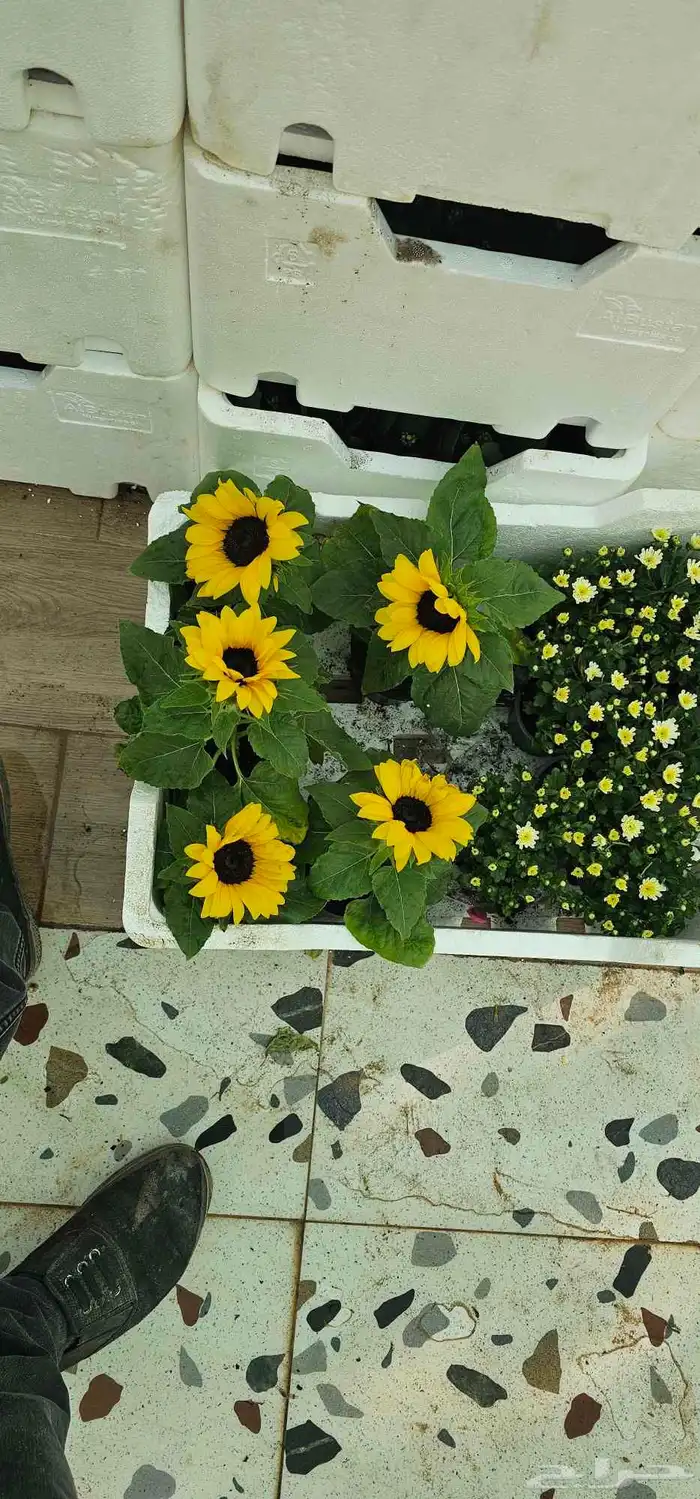 تنسيق حدائق 4