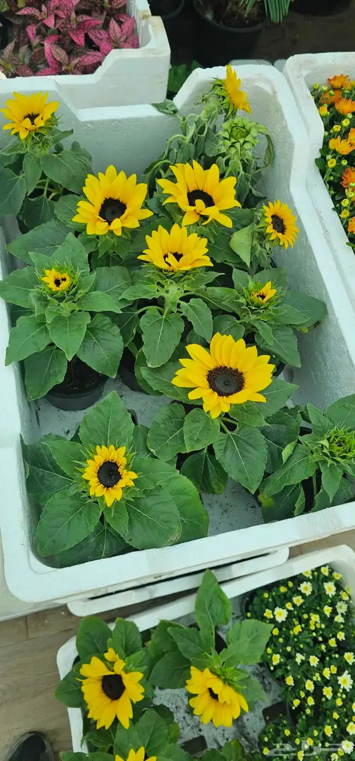 تنسيق حدائق 5