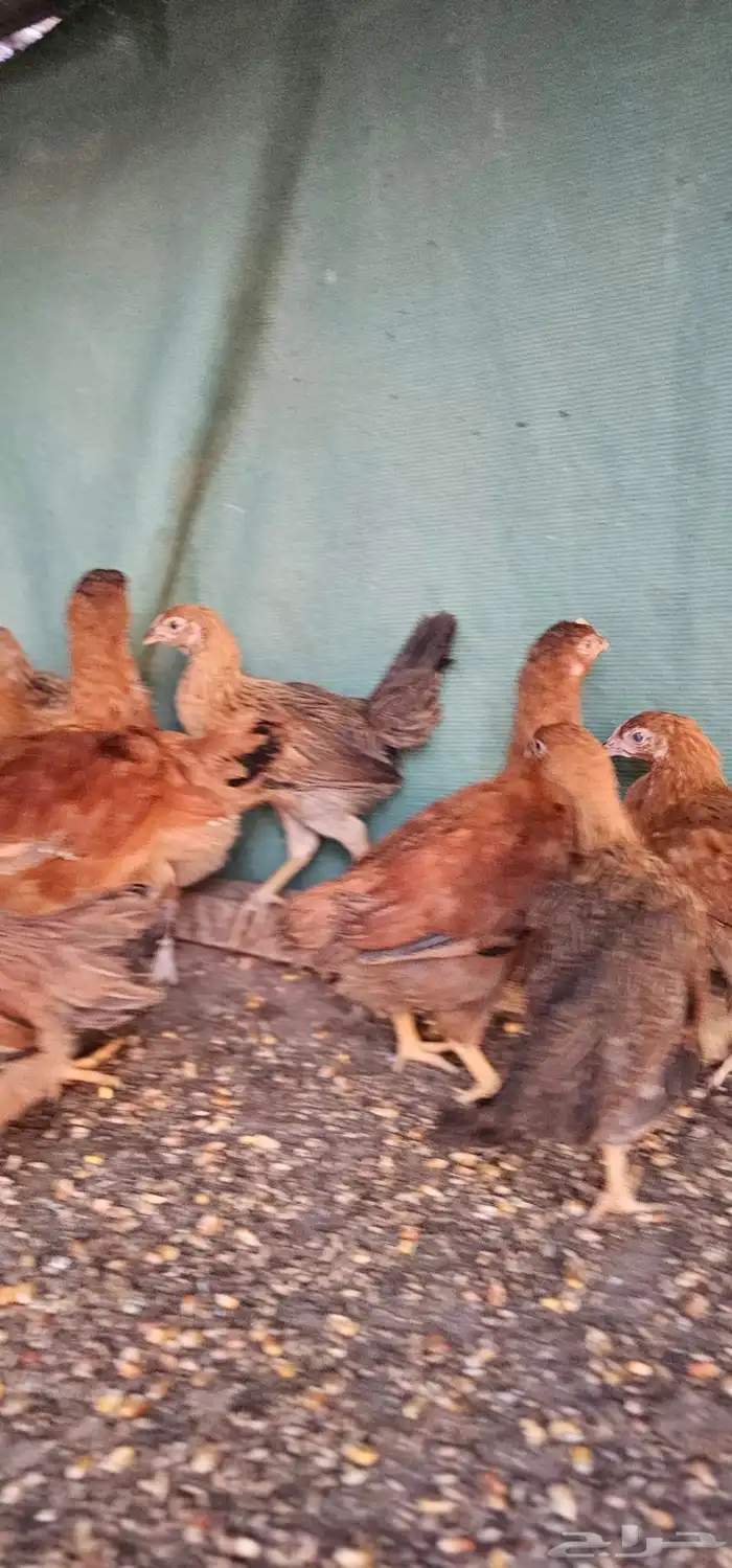 صوص دجاج فرنسي العمر من شهرين الى 3 اشهر 0