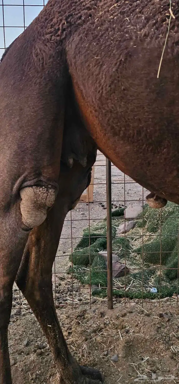 أعرض لكم ناقه لقحه مصفر طيبه 0