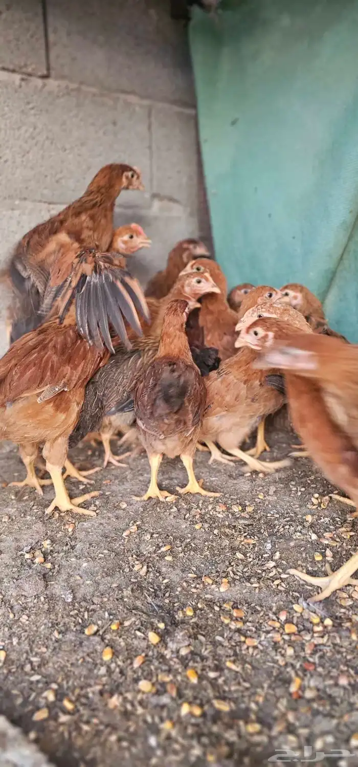 صوص دجاج فرنسي العمر من شهرين الى 3 اشهر 2