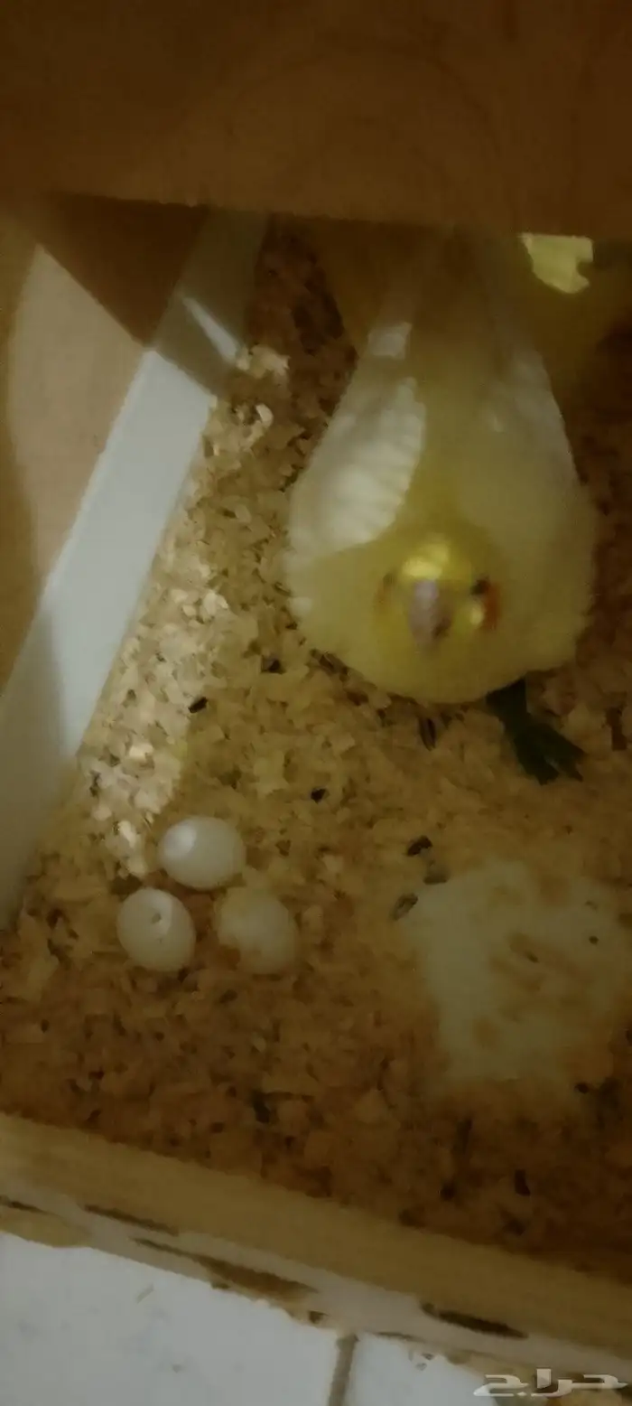 سلام عليكم ورحمه الله وبركاته جوز كروان منتج واليفه 1