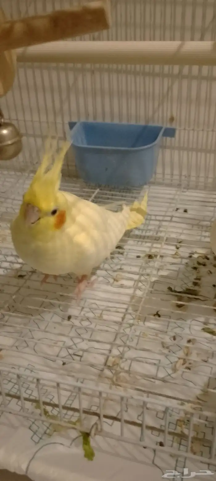 سلام عليكم ورحمه الله وبركاته جوز كروان منتج واليفه 8