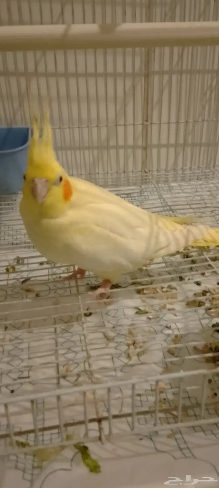 سلام عليكم ورحمه الله وبركاته جوز كروان منتج واليفه 2