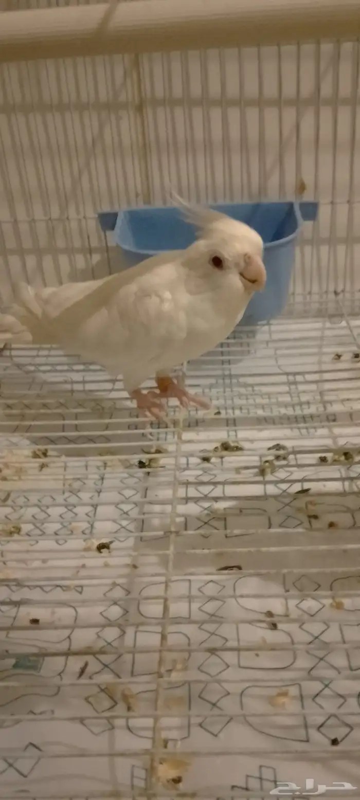 سلام عليكم ورحمه الله وبركاته جوز كروان منتج واليفه 3